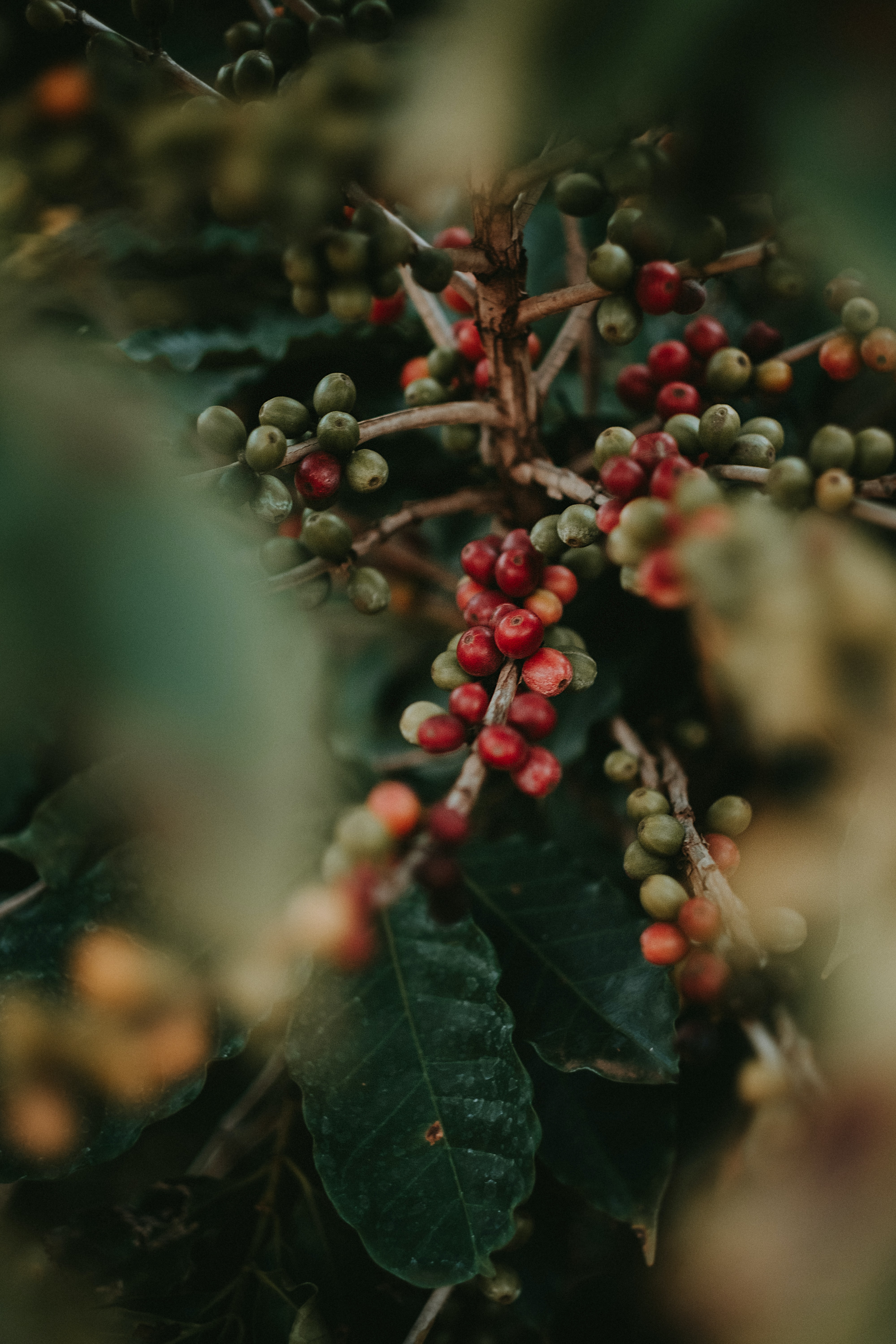 Coffee being prepared