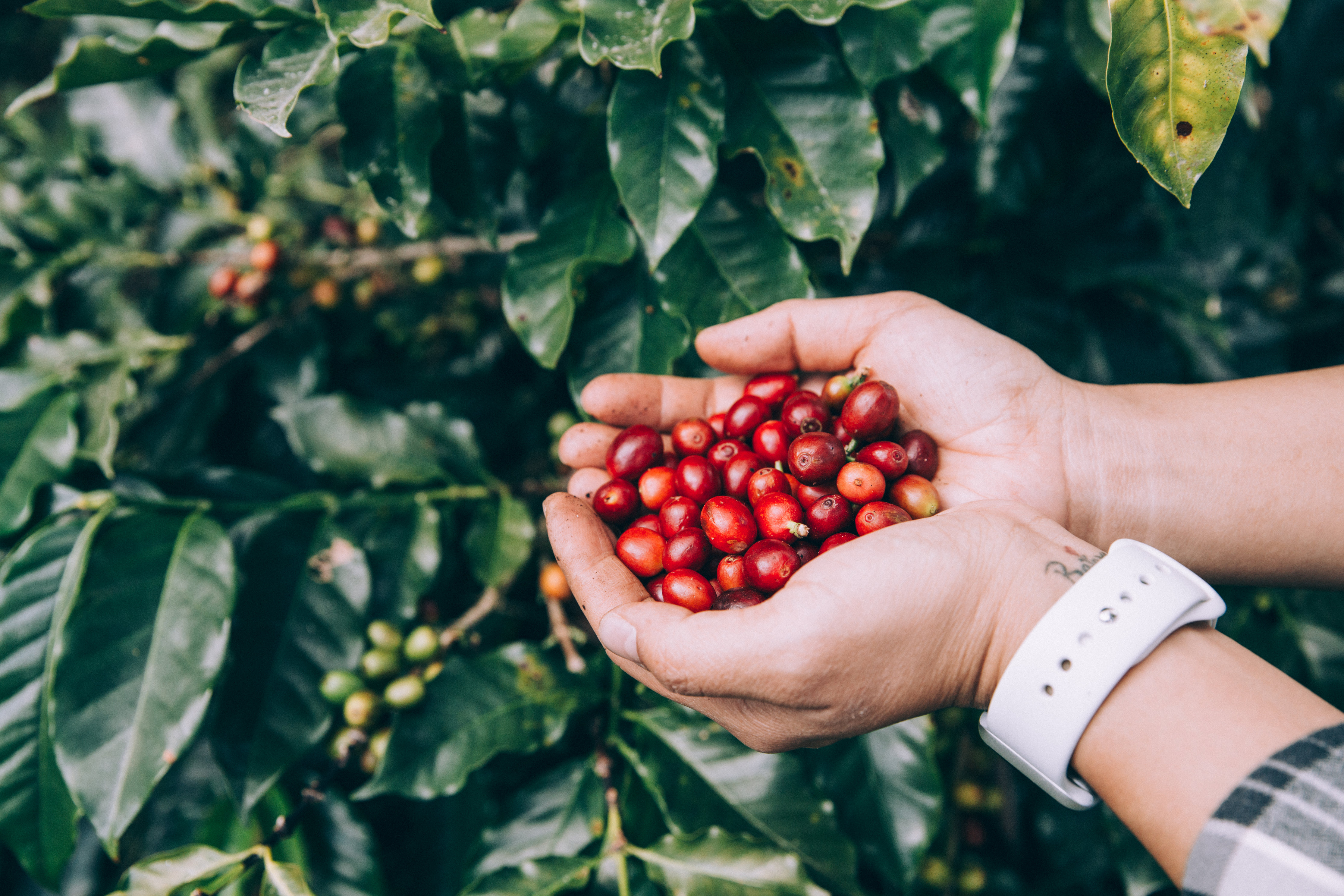 Freshly picked coffee cherries